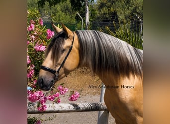 PRE Croisé, Étalon, 3 Ans, 157 cm, Buckskin
