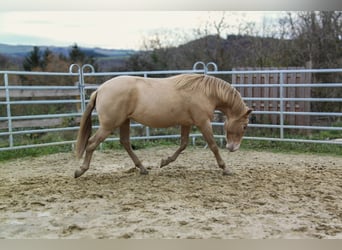 PRE, Étalon, 3 Ans, 157 cm, Champagne