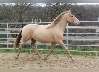 PRE, Étalon, 3 Ans, 157 cm, Champagne