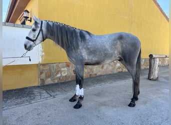 PRE Croisé, Étalon, 3 Ans, 157 cm, Gris pommelé