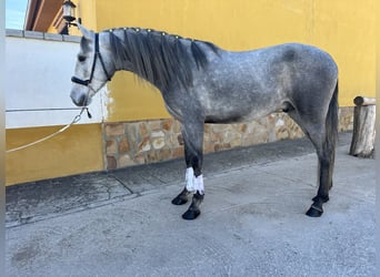 PRE Croisé, Étalon, 3 Ans, 157 cm, Gris pommelé