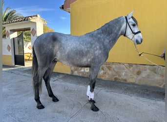 PRE Croisé, Étalon, 3 Ans, 157 cm, Gris pommelé