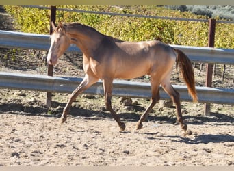 PRE, Étalon, 3 Ans, 157 cm, Perle