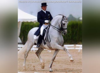 PRE, Étalon, 3 Ans, 157 cm, Perle