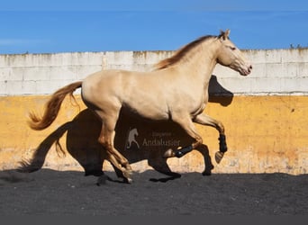 PRE, Étalon, 3 Ans, 157 cm, Perle