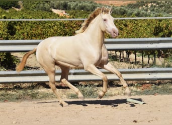 PRE Croisé, Étalon, 3 Ans, 157 cm, Perle