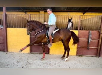 PRE, Étalon, 3 Ans, 158 cm, Alezan