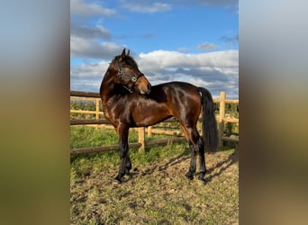 PRE, Étalon, 3 Ans, 158 cm, Bai brun