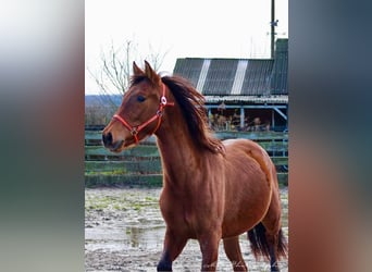 PRE Croisé, Étalon, 3 Ans, 158 cm, Bai