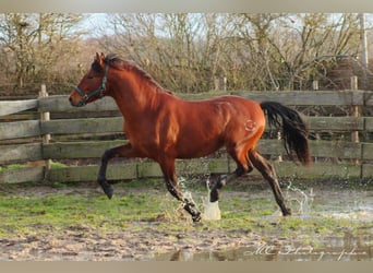 PRE Croisé, Étalon, 3 Ans, 158 cm, Bai clair