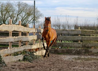 PRE Croisé, Étalon, 3 Ans, 158 cm, Bai clair