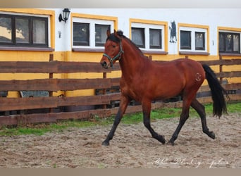 PRE Croisé, Étalon, 3 Ans, 158 cm, Bai clair