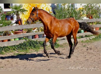 PRE Croisé, Étalon, 3 Ans, 158 cm, Bai clair