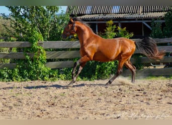 PRE Croisé, Étalon, 3 Ans, 158 cm, Bai clair