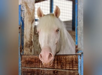 PRE, Étalon, 3 Ans, 158 cm, Cremello