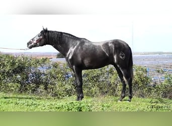 PRE Croisé, Étalon, 3 Ans, 158 cm, Gris