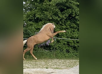 PRE Croisé, Étalon, 3 Ans, 158 cm, Palomino