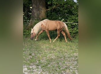 PRE Croisé, Étalon, 3 Ans, 158 cm, Palomino