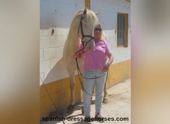 PRE, Étalon, 3 Ans, 158 cm, Perlino