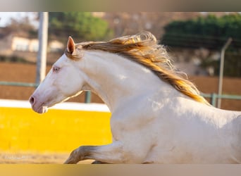 PRE Croisé, Étalon, 3 Ans, 158 cm, Perlino