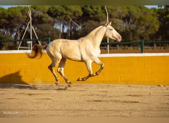 PRE Croisé, Étalon, 3 Ans, 158 cm, Perlino