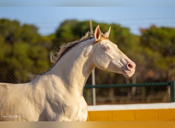 PRE Croisé, Étalon, 3 Ans, 158 cm, Perlino