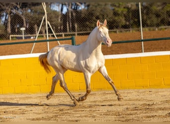 PRE Croisé, Étalon, 3 Ans, 158 cm, Perlino