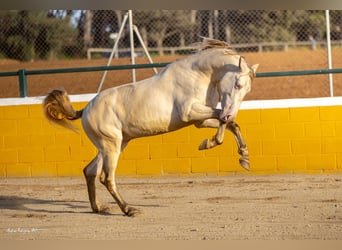 PRE Croisé, Étalon, 3 Ans, 158 cm, Perlino