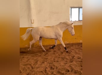 PRE Croisé, Étalon, 3 Ans, 159 cm, Cremello