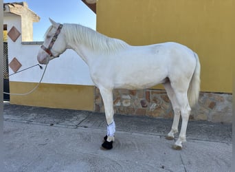 PRE Croisé, Étalon, 3 Ans, 159 cm, Cremello