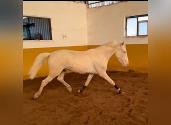 PRE Croisé, Étalon, 3 Ans, 159 cm, Cremello