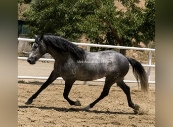 PRE Croisé, Étalon, 3 Ans, 159 cm, Gris