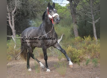 PRE, Étalon, 3 Ans, 159 cm, Gris noir