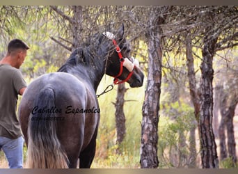 PRE, Étalon, 3 Ans, 159 cm, Gris noir