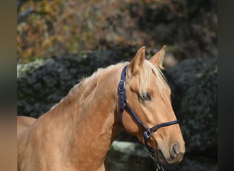PRE, Étalon, 3 Ans, 159 cm, Palomino