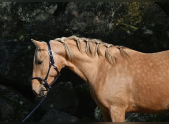 PRE, Étalon, 3 Ans, 159 cm, Palomino