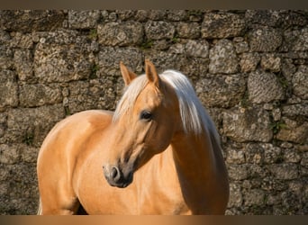 PRE, Étalon, 3 Ans, 159 cm, Palomino