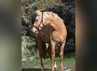 PRE, Étalon, 3 Ans, 159 cm, Palomino