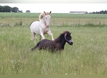 PRE Croisé, Étalon, 3 Ans, 159 cm, Perlino