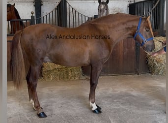 PRE Croisé, Étalon, 3 Ans, 160 cm, Alezan brûlé