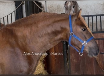 PRE Croisé, Étalon, 3 Ans, 160 cm, Alezan brûlé