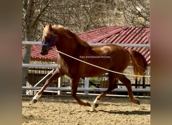 PRE Croisé, Étalon, 3 Ans, 160 cm, Alezan brûlé