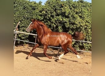 PRE Croisé, Étalon, 3 Ans, 160 cm, Alezan