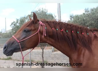 PRE Croisé, Étalon, 3 Ans, 160 cm, Alezan