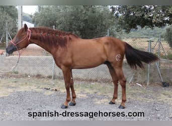PRE Croisé, Étalon, 3 Ans, 160 cm, Alezan