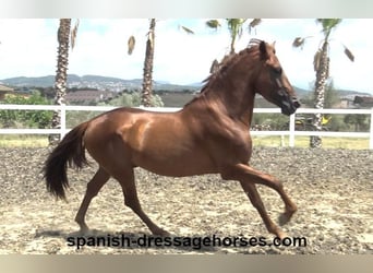 PRE Croisé, Étalon, 3 Ans, 160 cm, Alezan