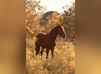 PRE, Étalon, 3 Ans, 160 cm, Alezan