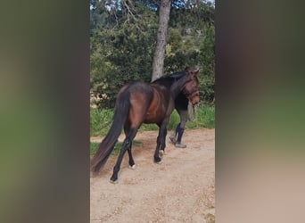 PRE Croisé, Étalon, 3 Ans, 160 cm, Bai brun