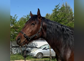 PRE Croisé, Étalon, 3 Ans, 160 cm, Bai brun