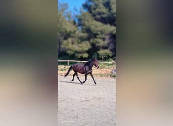 PRE Croisé, Étalon, 3 Ans, 160 cm, Bai brun